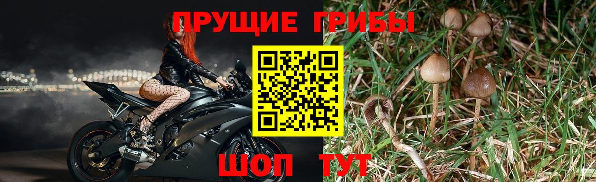 Галлюциногенные грибы MAGIC MUSHROOMS  Галлюциногенные грибы Psilocybe  Минеральные Воды  Вход с VPN 